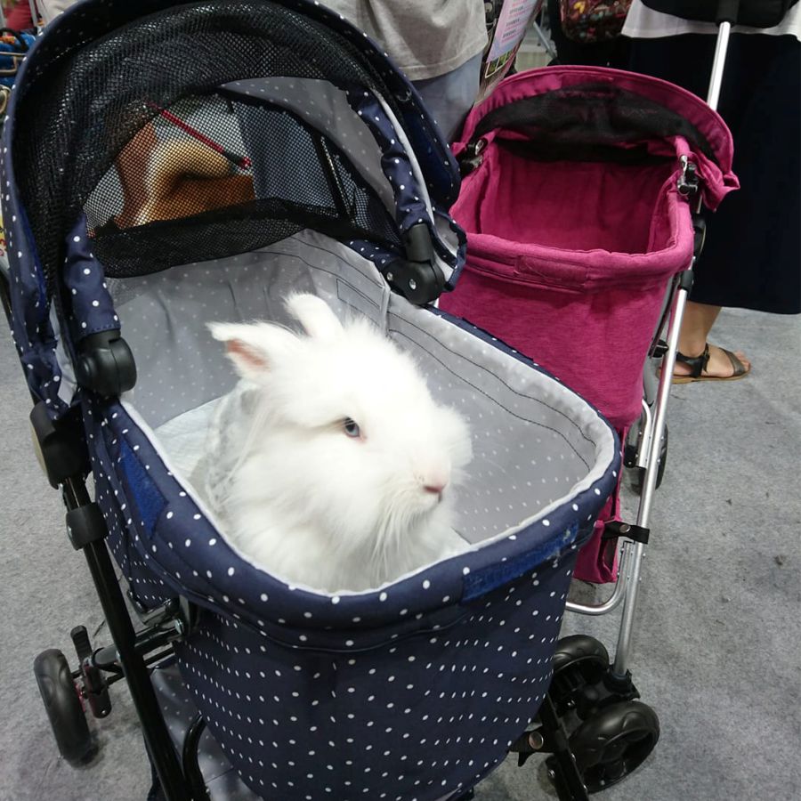 兔子,四輪推車,星空物語系列,rabbit