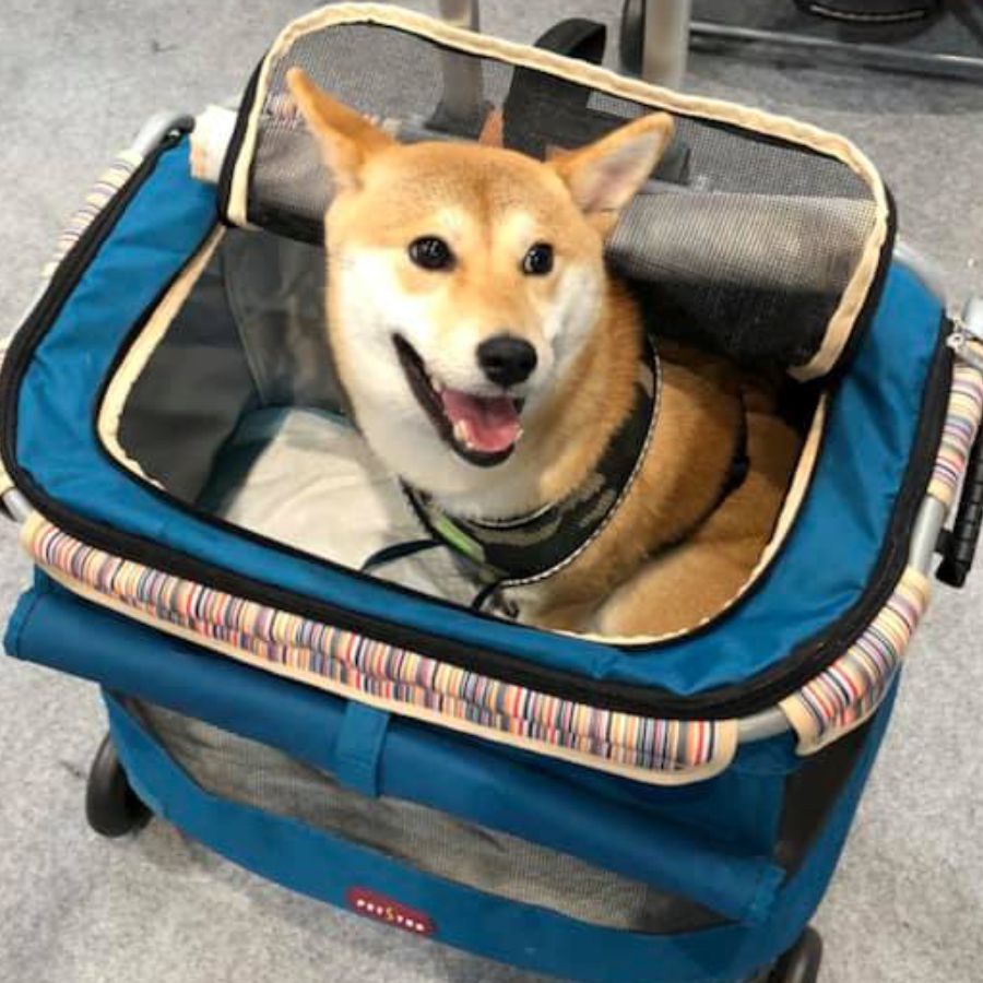柴犬,寵物拉箱,輕旅行系列,shiba
