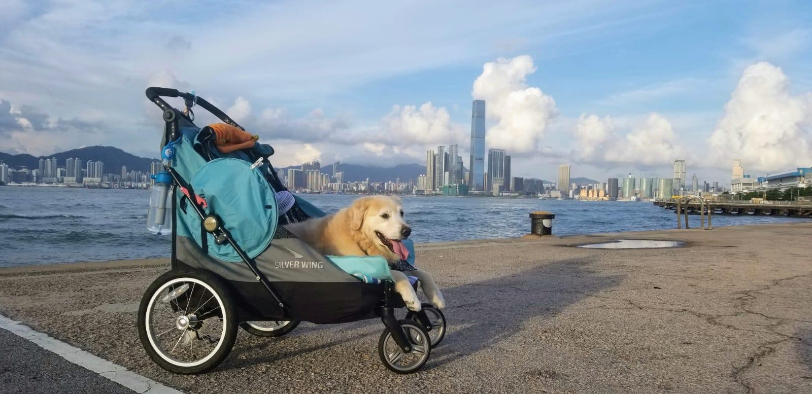 Labrador,old dog stroller,705gx, dog care, petstro
